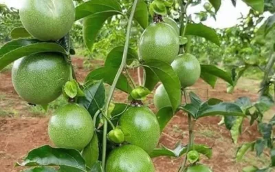 maracuja-livramento-de-nossa-senhora-chapada-hoje-28012026